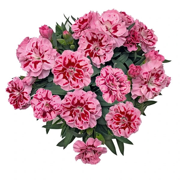 Goździk ogrodowy 'Oscar™ Pink Heart' – różowy goździk, sadzonka